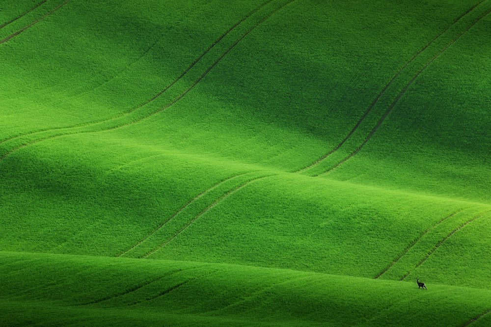 Photograph by Дмитрий Купрацевич