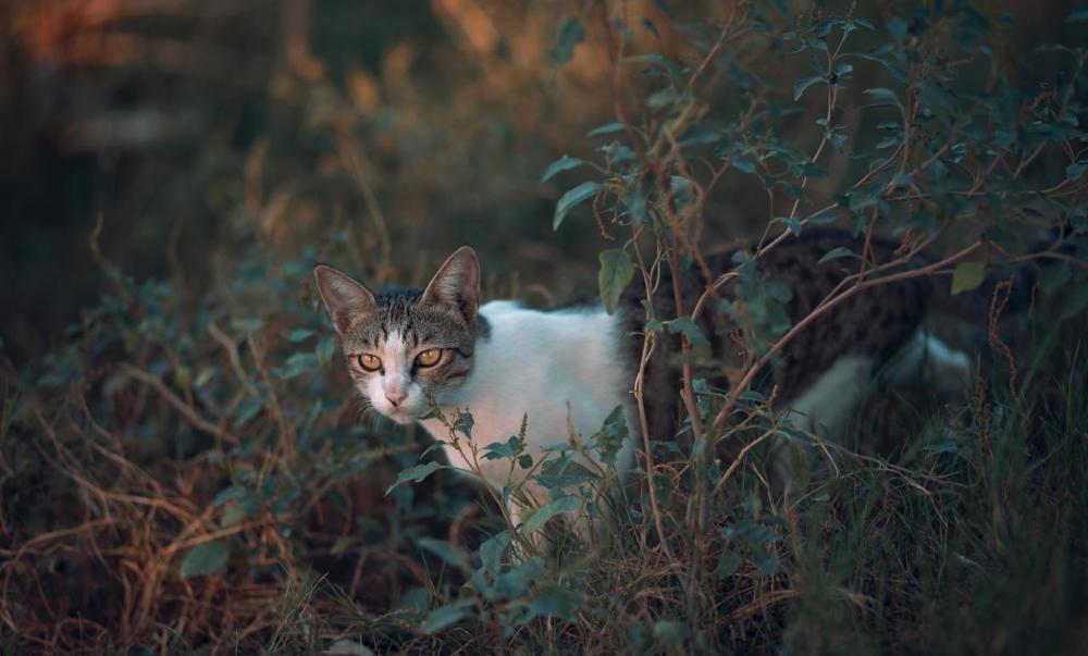 Photograph by Laweeza Rana