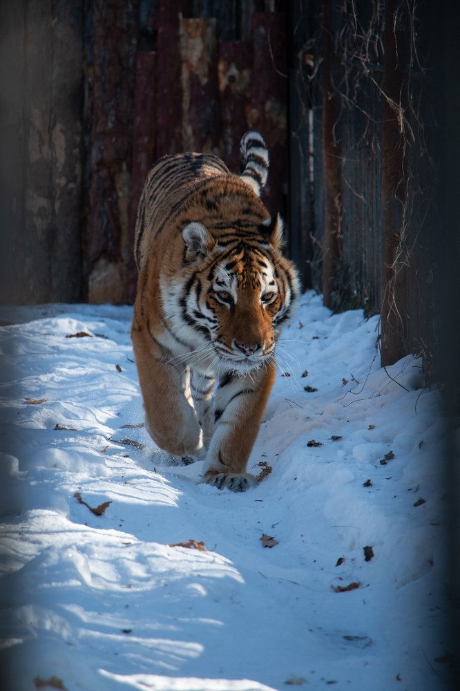 Photograph by Ирина Фастовец