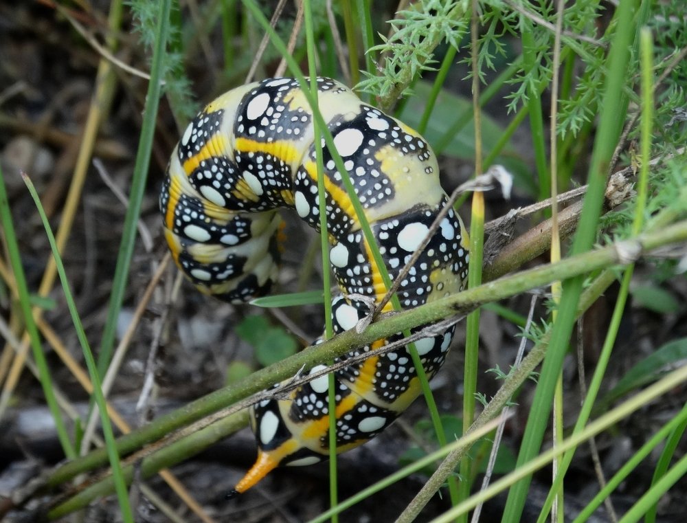 Photograph by Александр Подгорный