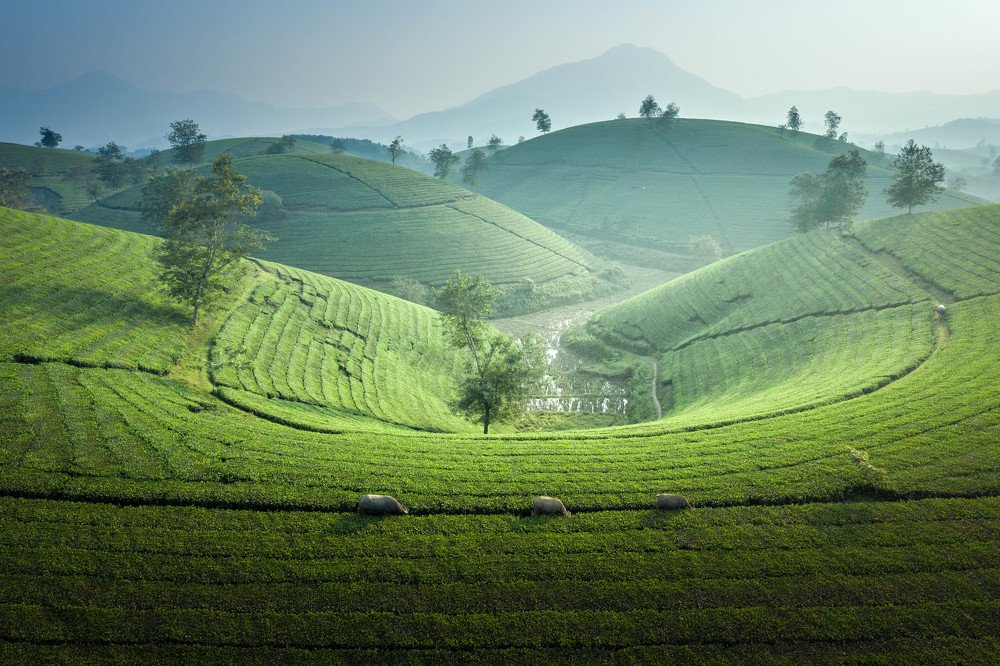 Photograph by Duc Pham