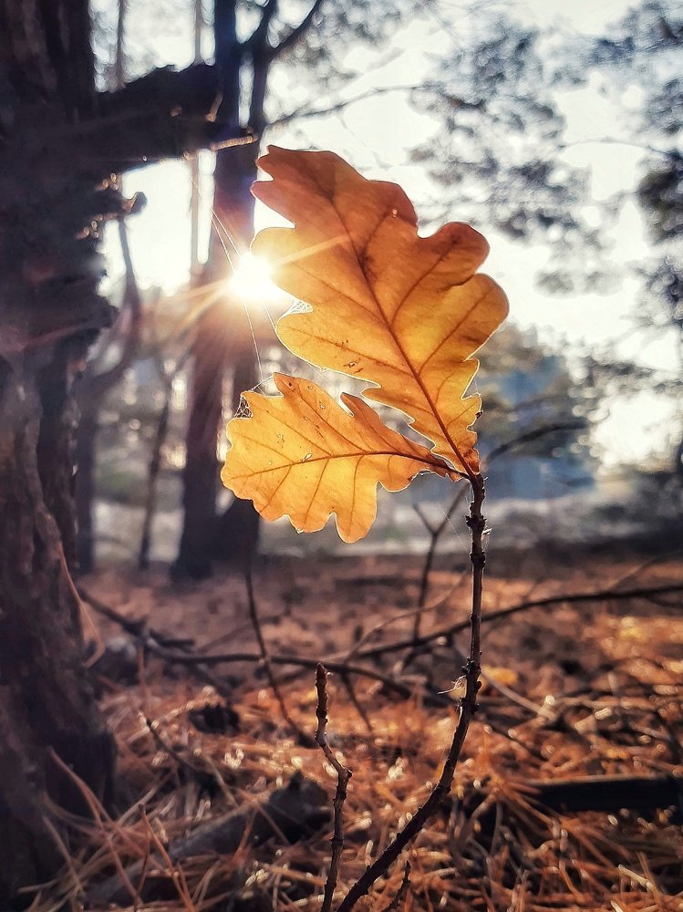 Осенний свет