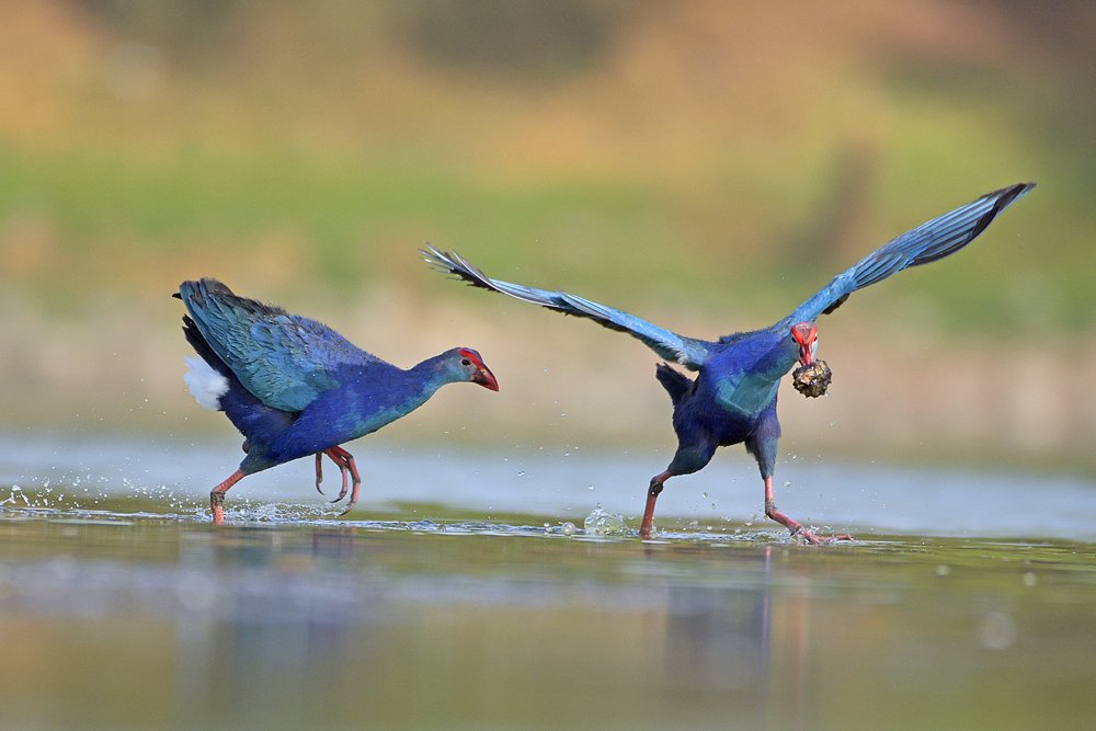 Grey Headed Swamphen. Play Time