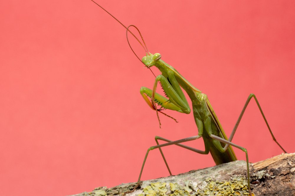 Прихорашивается