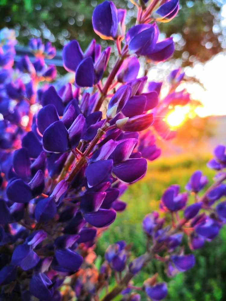 Photograph by Анна Голенева