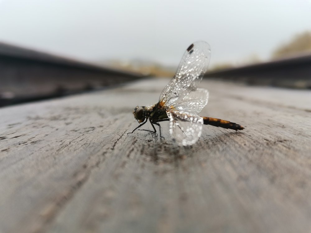 Photograph by Айрат Миназев