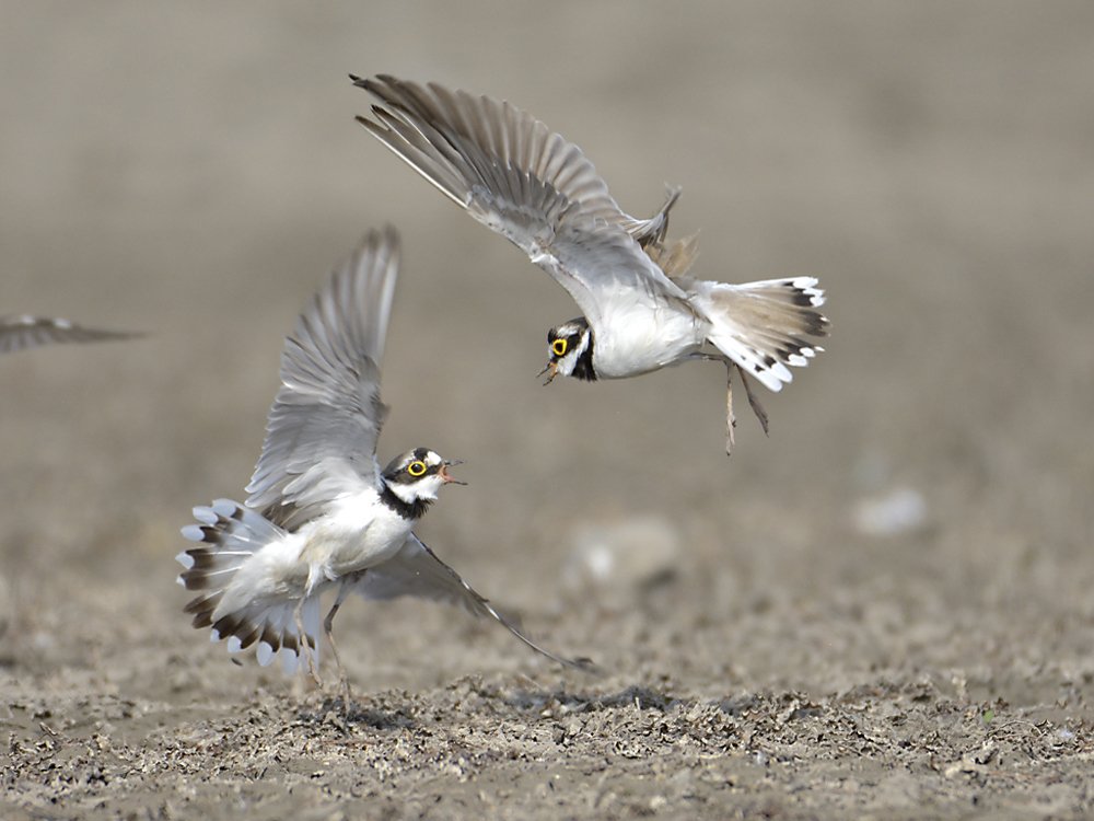 Fighting Plovers
