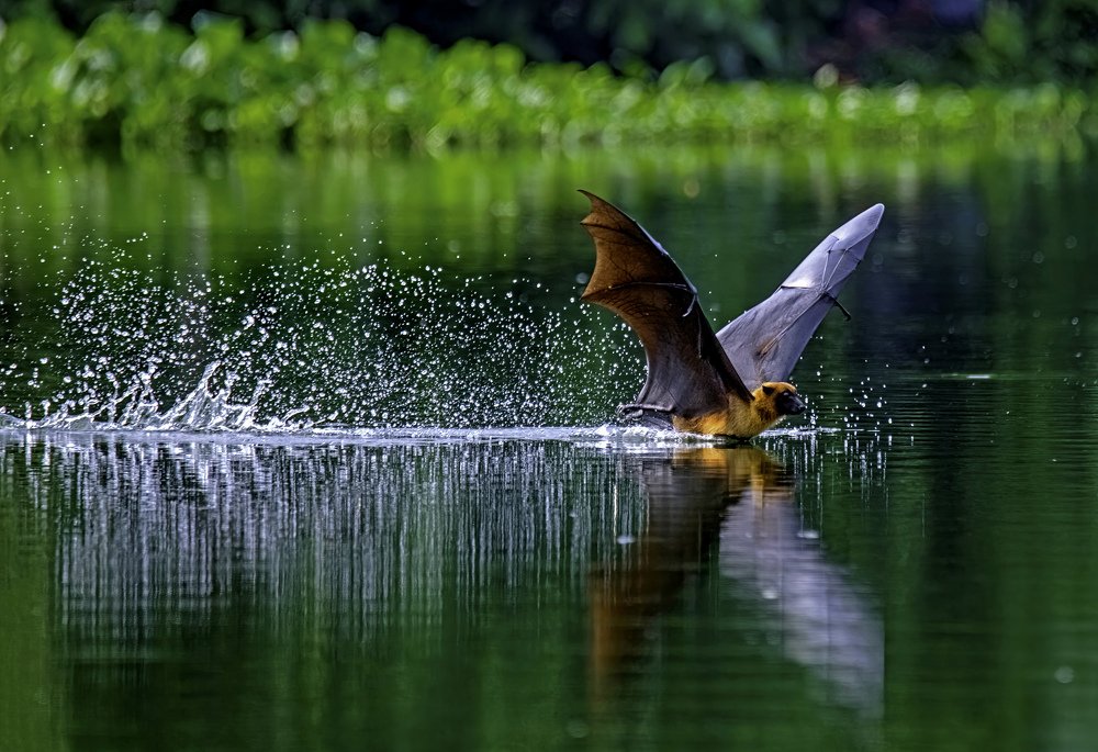 Indian Flying Fox..