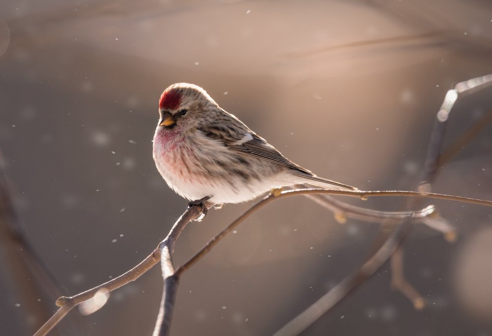 Photograph by Дмитрий Посевич