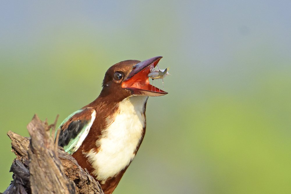 White Throated Kingfisher