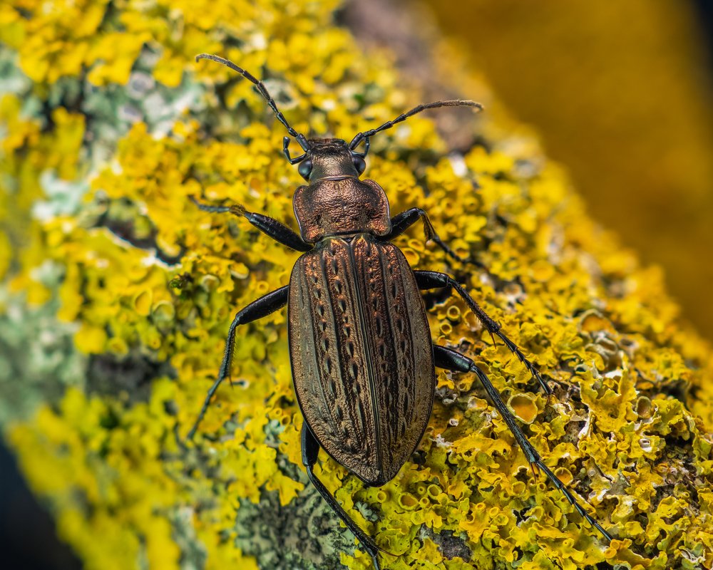 Жужелица зернистая (Carabus granulatus ssp. granulatus)
