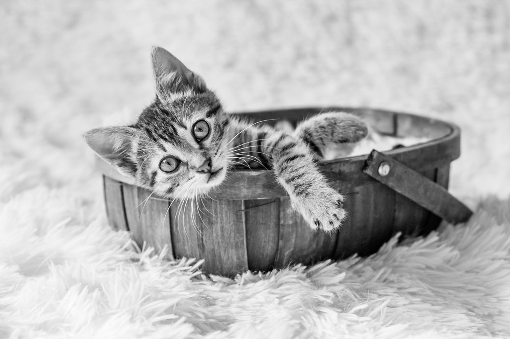 Photograph by Simona Grigorescu