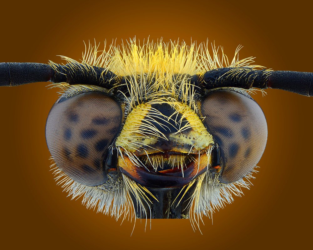 Wasp