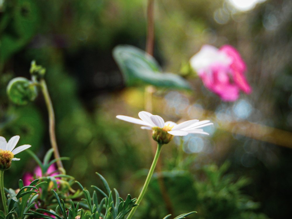 Photograph by Marvin Marroquín