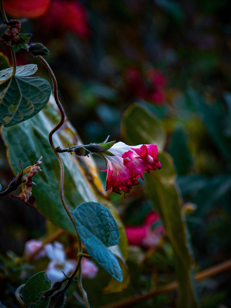 Photograph by Marvin Marroquín