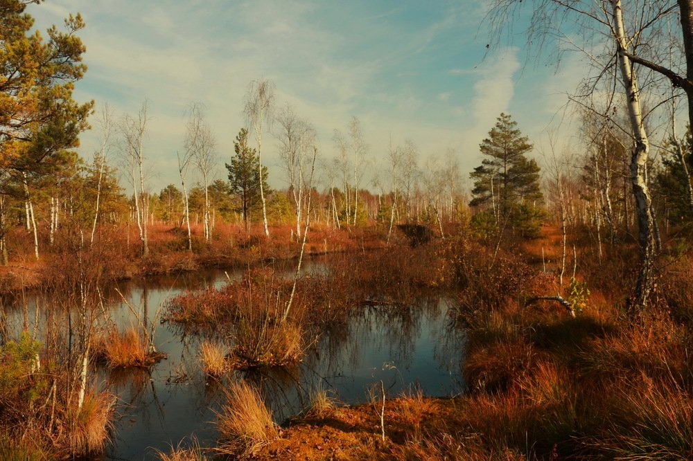 Не провалиться бы в  болоте