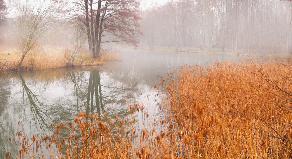 Тростник на реке