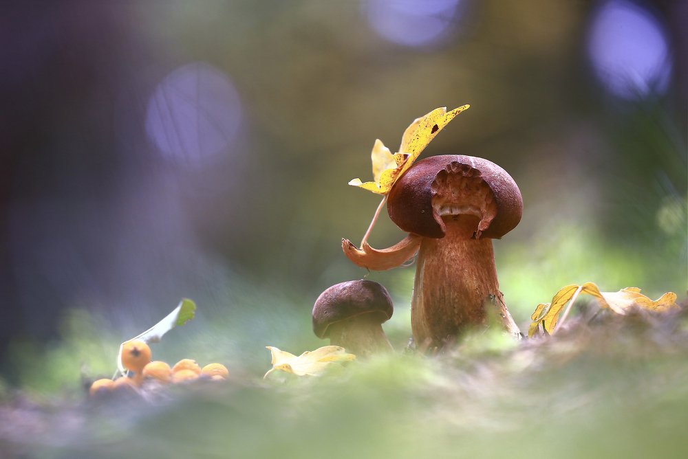 Photograph by Viktor Schneider