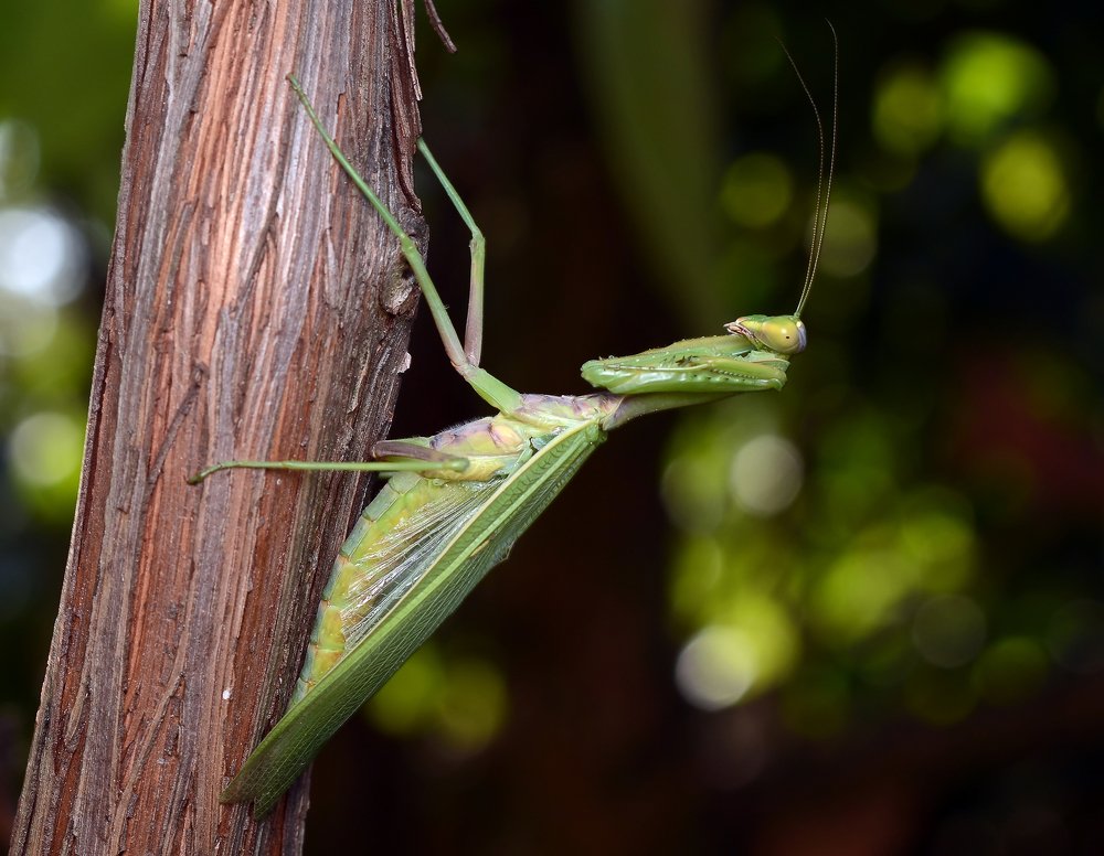 Photograph by Михаил Колтухов