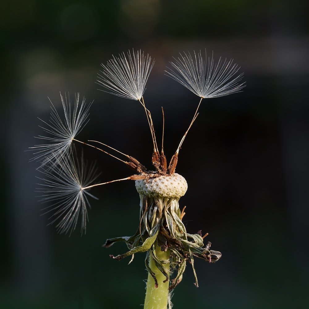 Photograph by Сергей Крышен