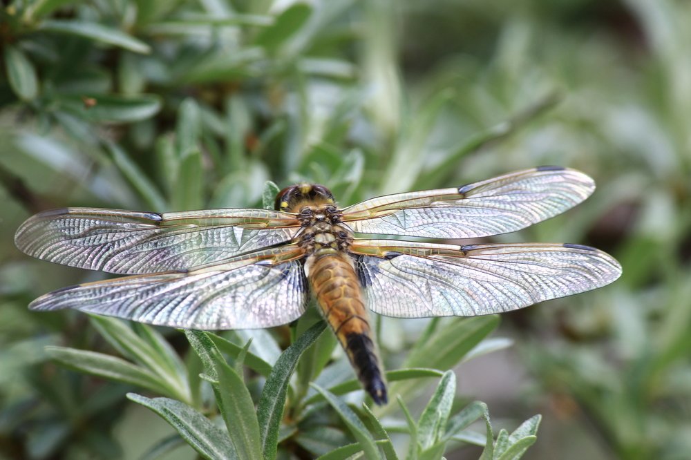 Стрекоза и муравей.