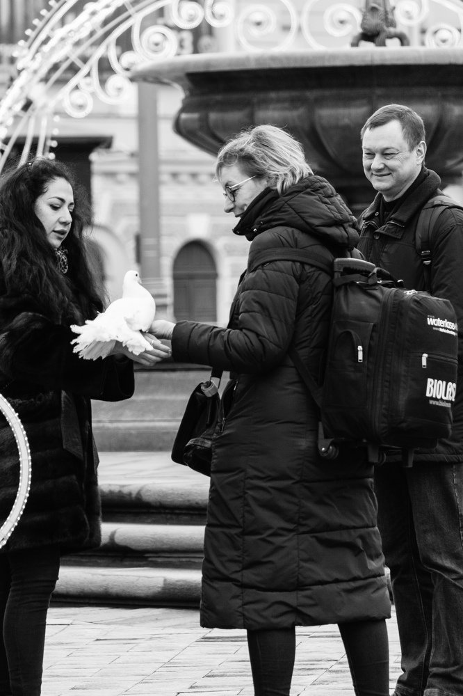 Голубь мира