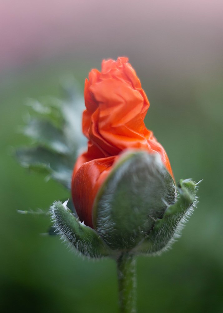 Photograph by Elena Lagutina