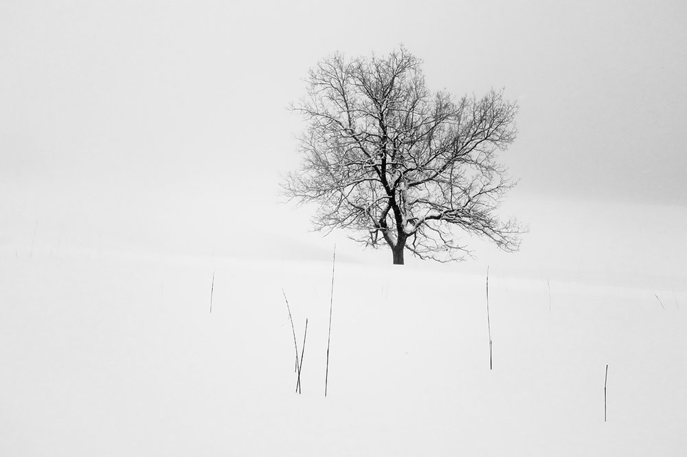 Белая история