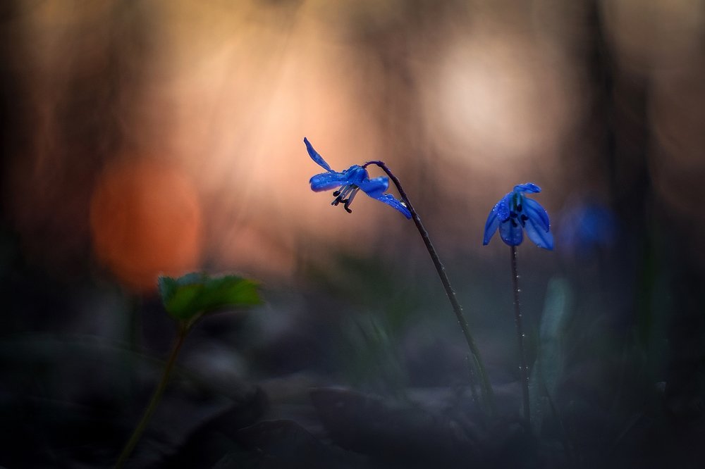 В стране тысячи маленьких Солнц