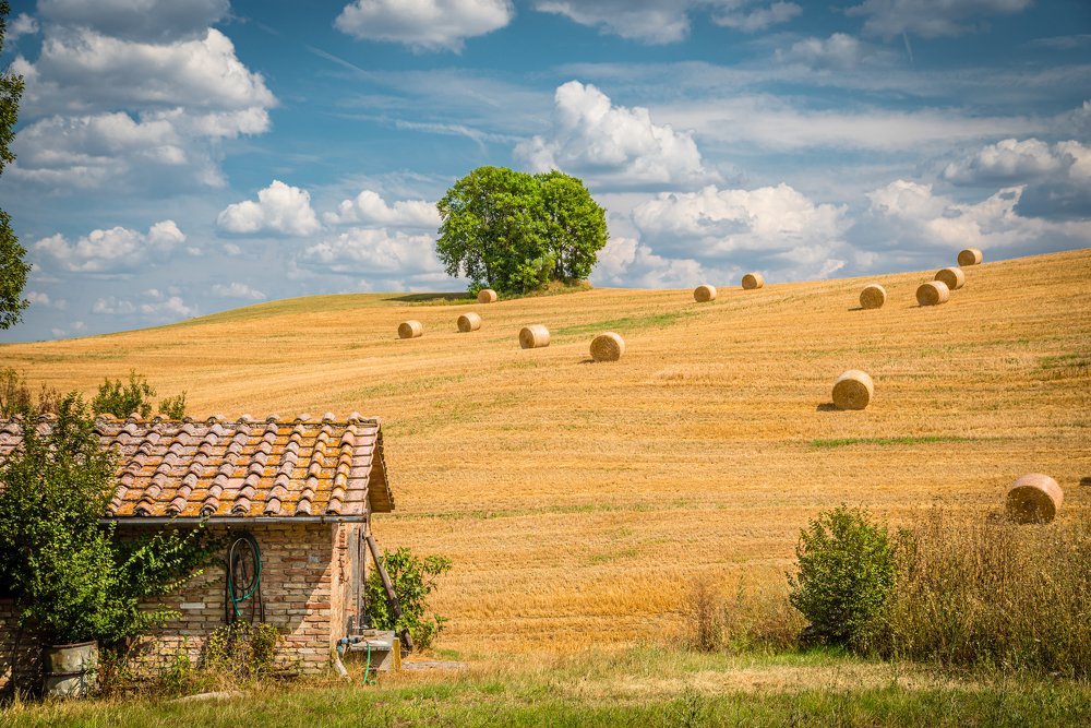 Harvest season in Tuscany