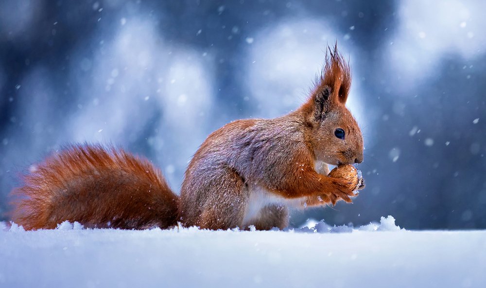 Фотография автора Полюшко Сергей