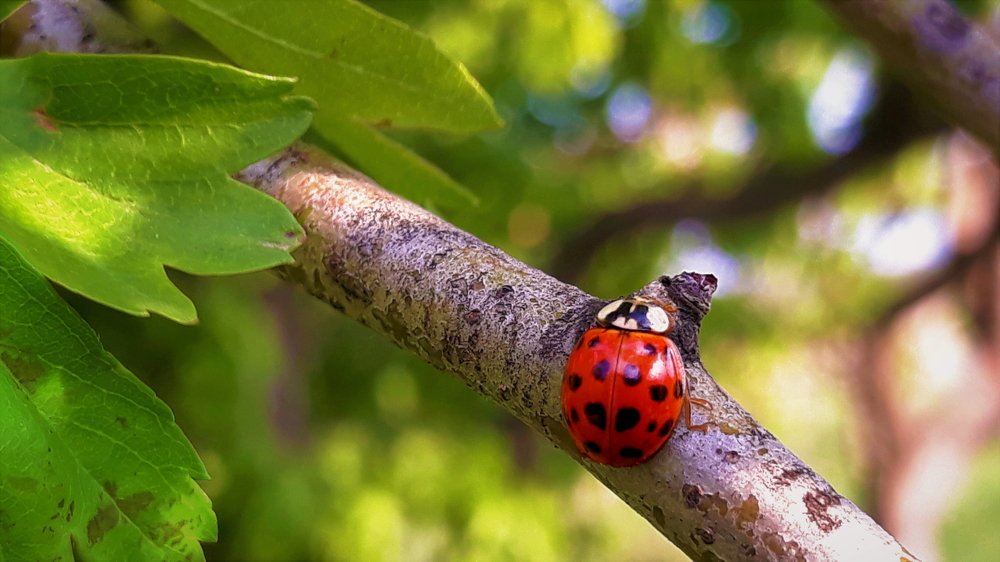 Photograph by Mirela Velicu