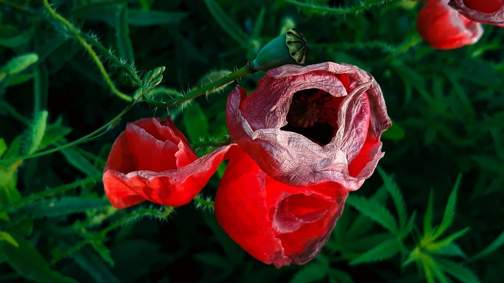 Photograph by Mirela Velicu