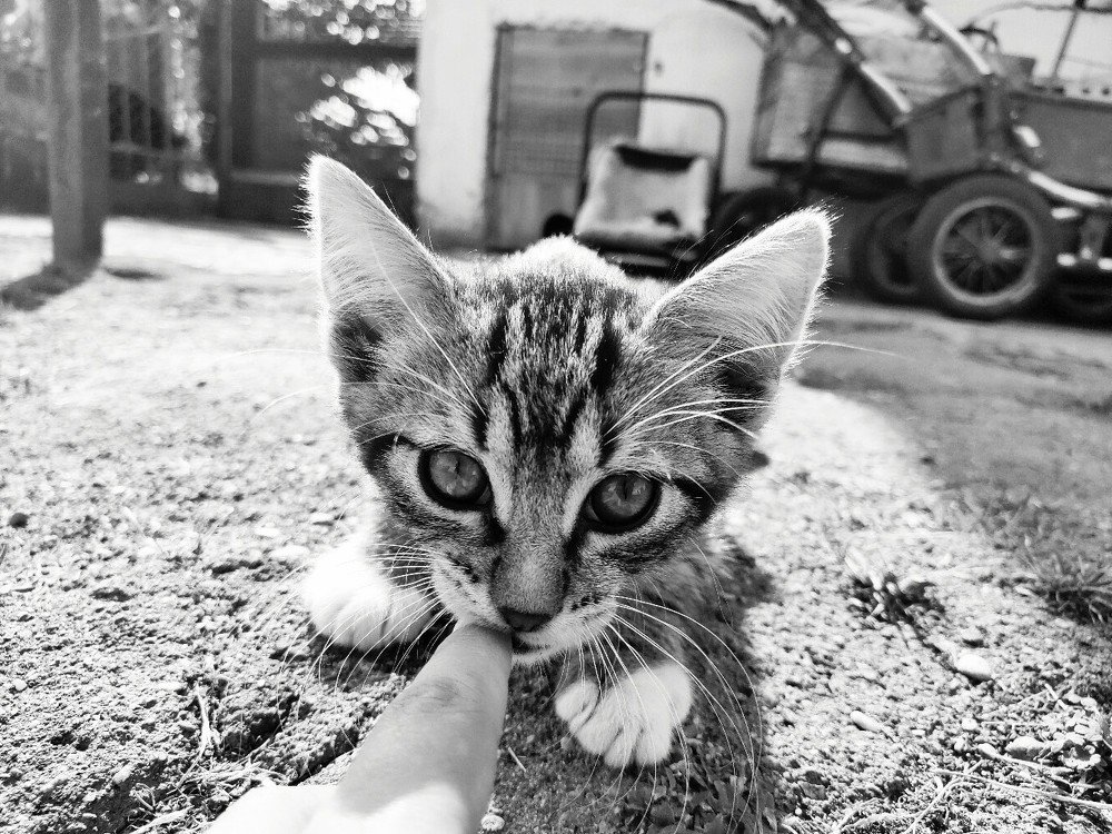 Photograph by Эльмира Халматова