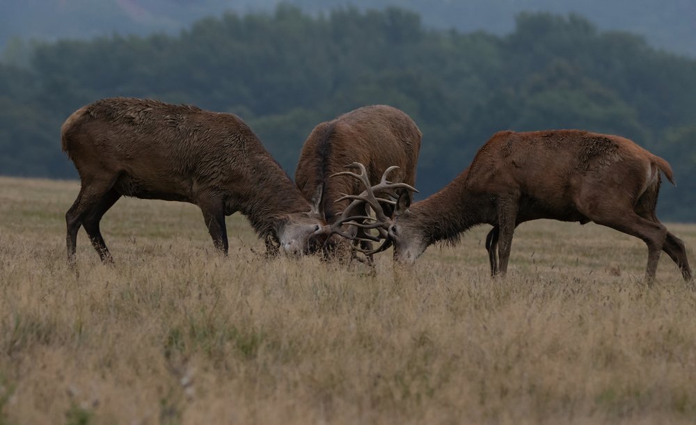 Фотография автора MARIA KULA