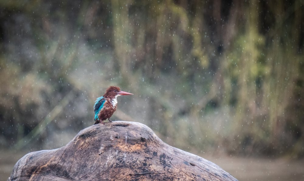 Photograph by Dharmaraj Ranabhat