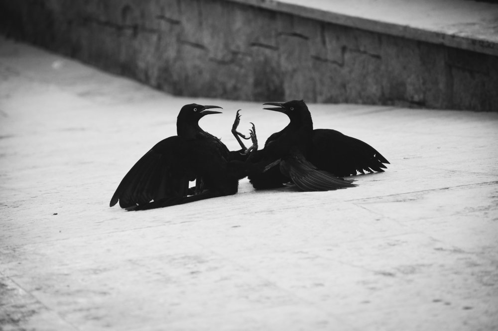 Photograph by Fernando Sileo