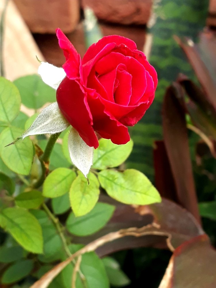 Photograph by DEEPAK BHANKHAR