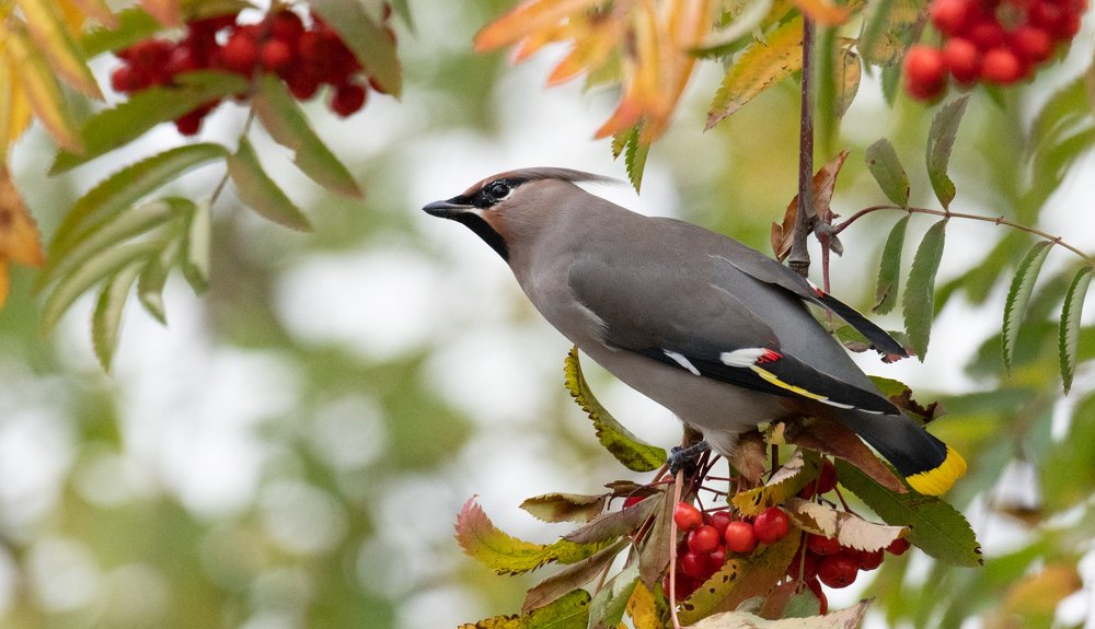 Свиристели. Первая встреча