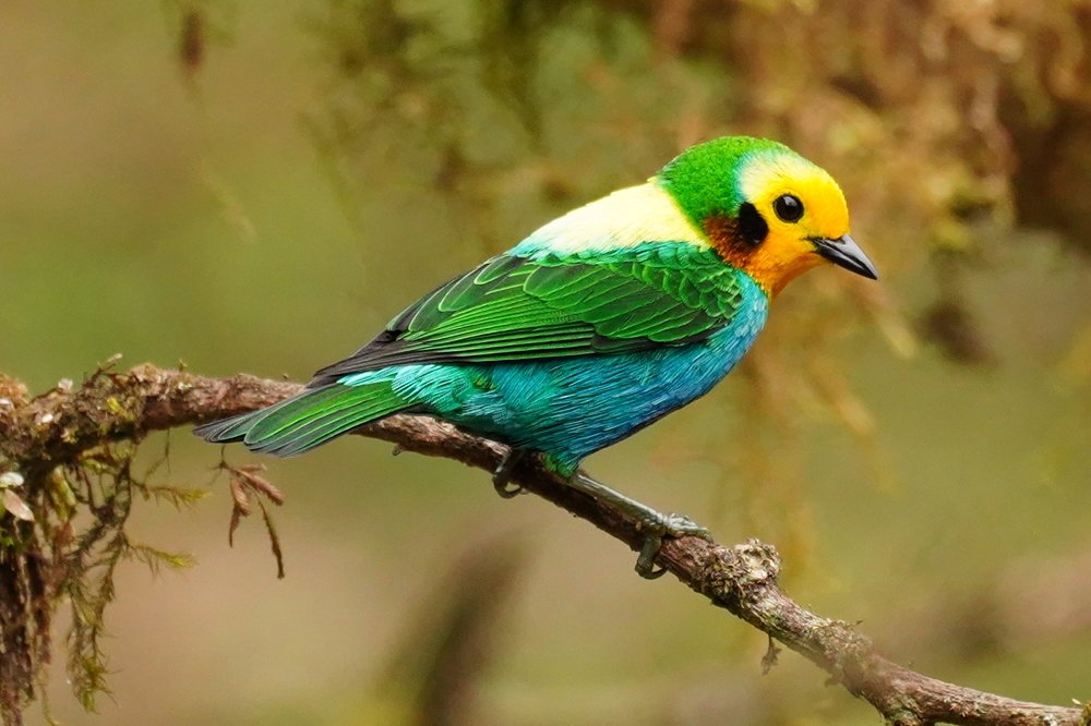 El ave de los 8 colores