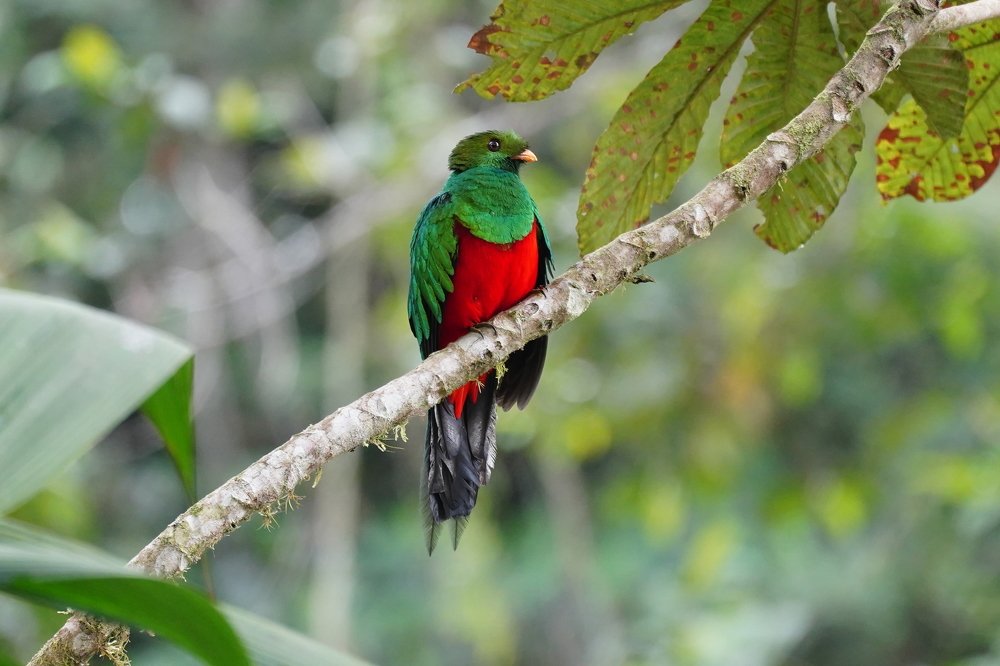 El ave más bella del mundo