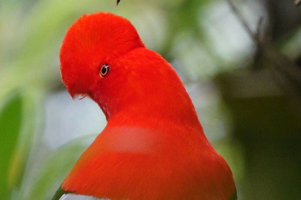 Gallito de roca, es pura pasión