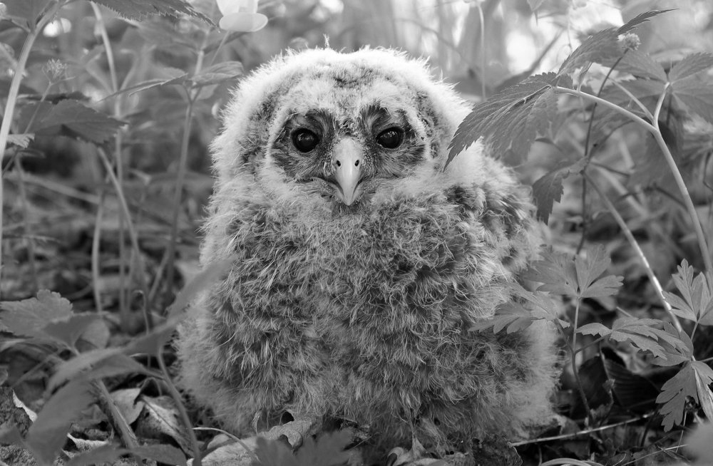 Photograph by Виктор Игнатенко.