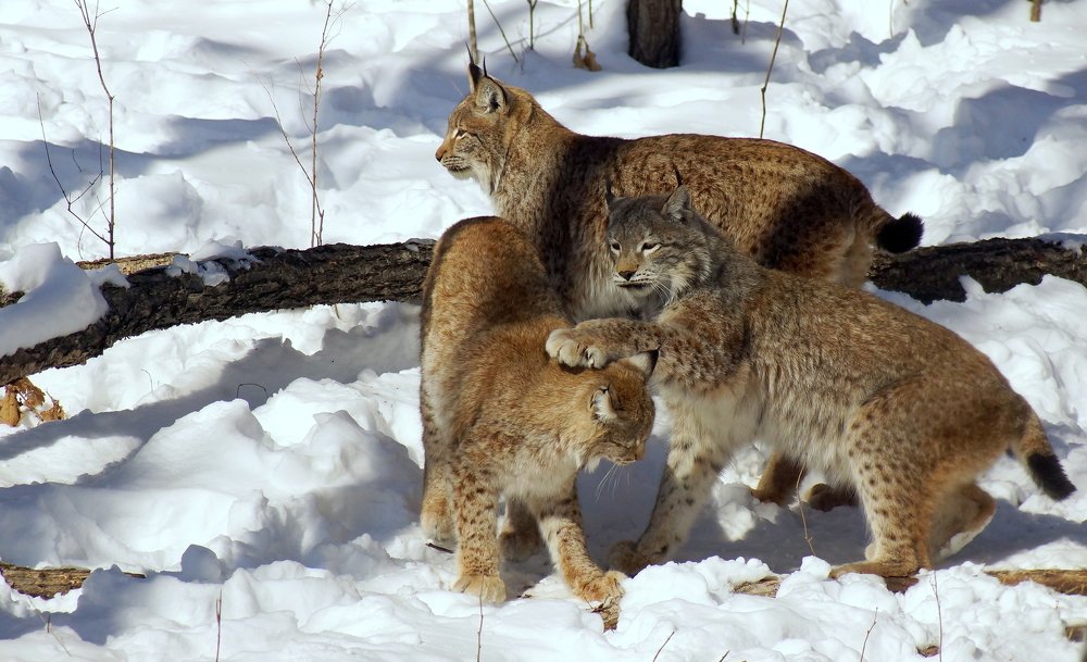 Кошачьи игры.