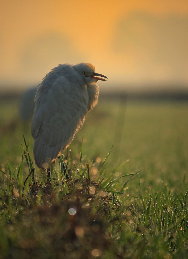 Photograph by Amit upadhyay