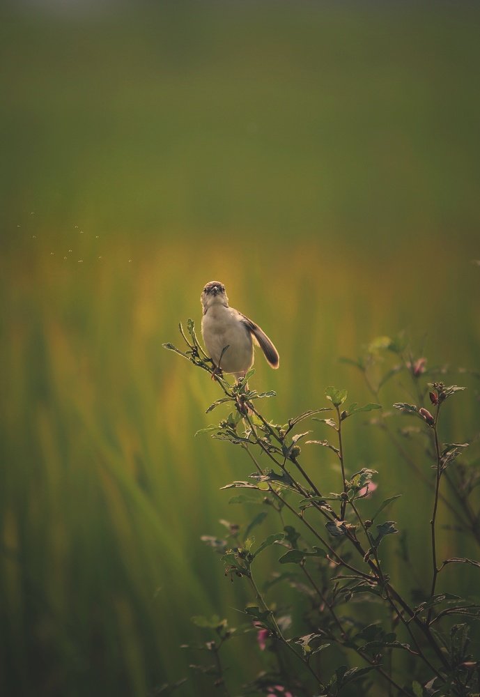 Photograph by Amit upadhyay