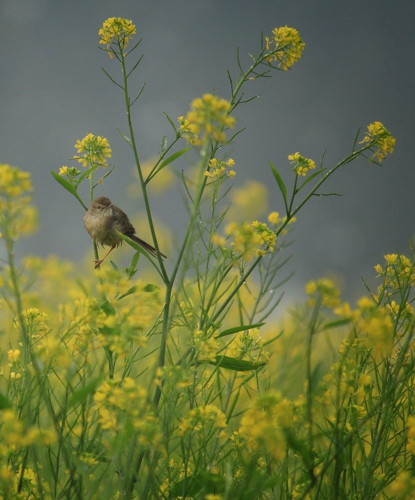 Photograph by Amit upadhyay