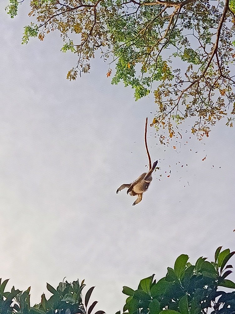 Jump for food