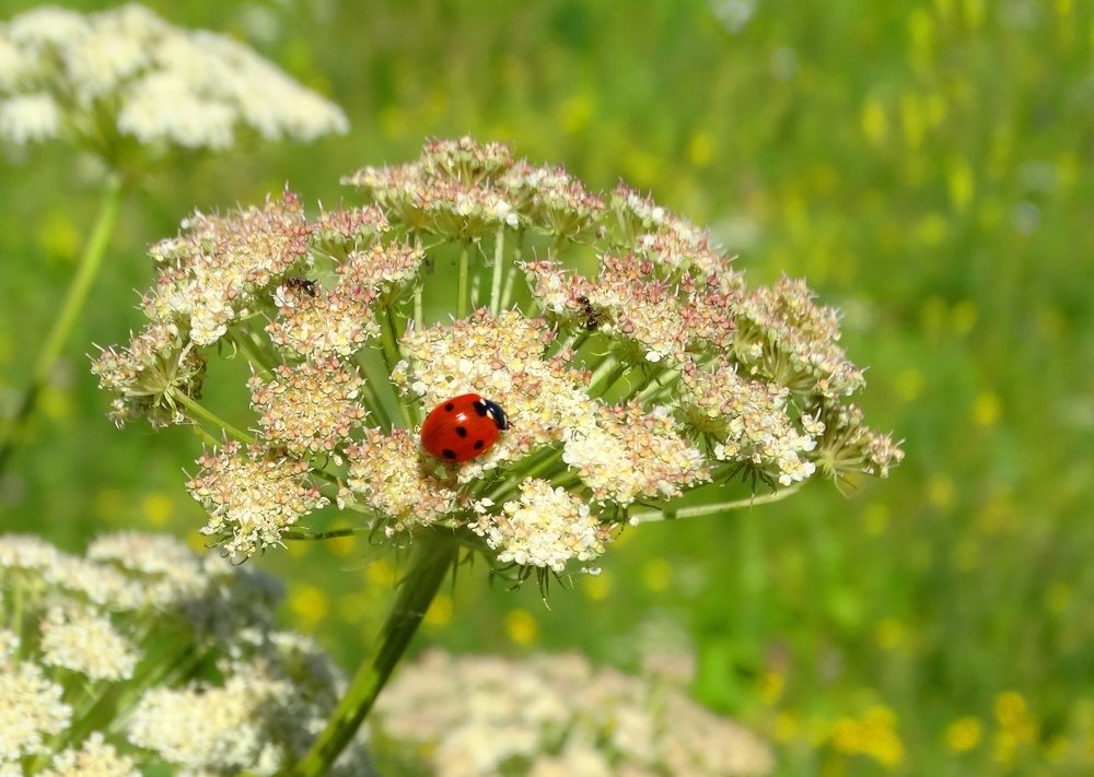 Photograph by Александр Подгорный