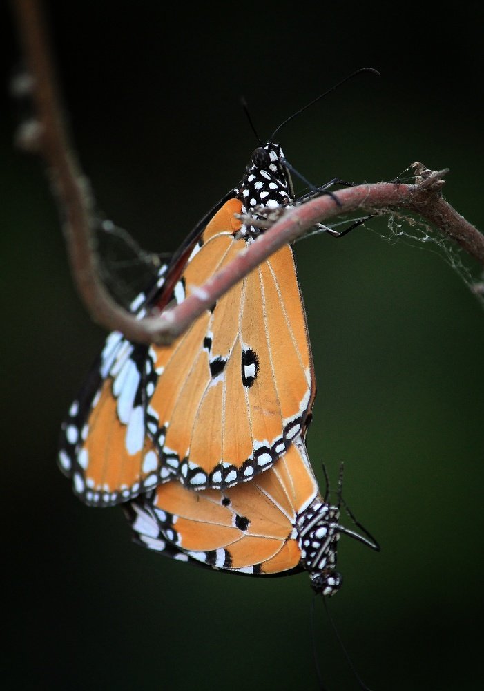 Photograph by Saurabh upadhyay